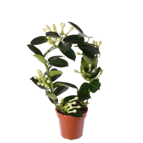 Стефанотис 45/12 см