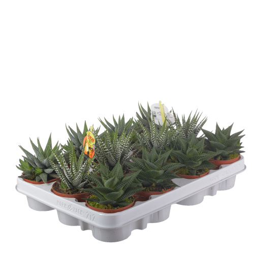 хавортия микс 15/8 см