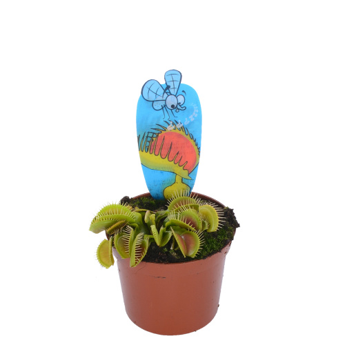 дионея 10/8 см