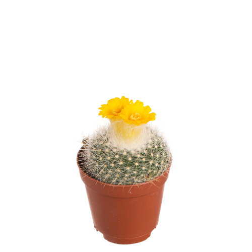 Кактус пародия 10/5 см