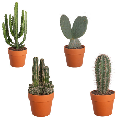Кактус микс в керамике 35/20 см