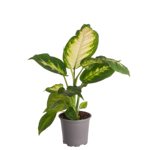 Диффенбахия камилла 20/8 см