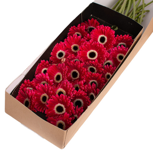 Гербера мини данте (30 шт)