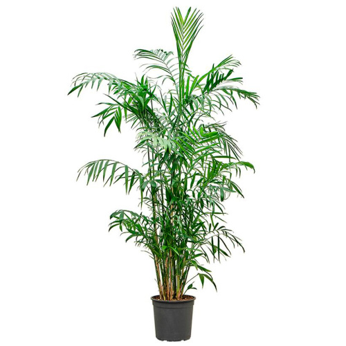 Хамедорея зейфрица 150/24 см