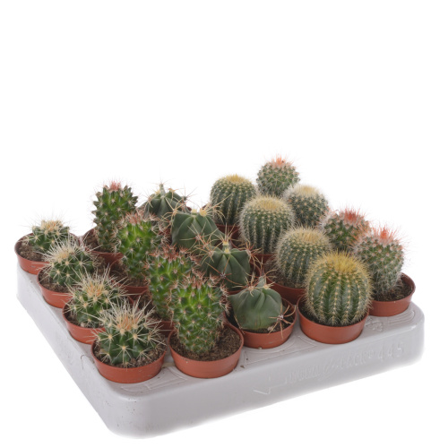 кактус микс шар 10/5 см
