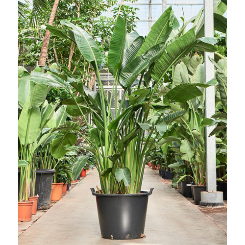 Стрелиция николай 250/60 см