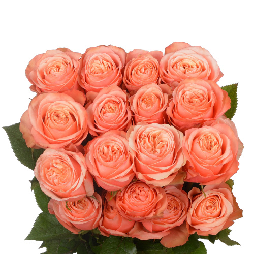 Кахала (25 шт)