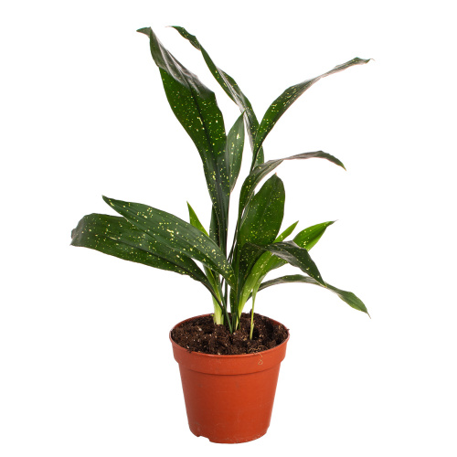 Аспидистра милки вей 60/15 см