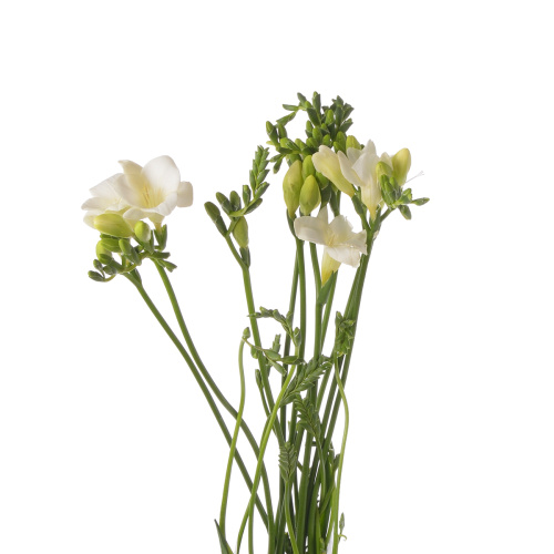 Фрезия Амбасадор (10 шт)