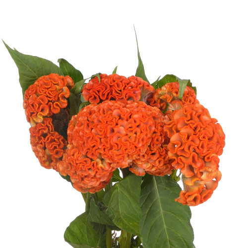 Целозия зара (5 шт)