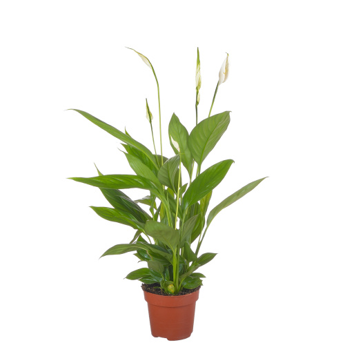 Спатифиллум Алана 45/12 см