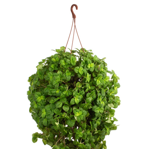 Пилея монетолистная кашпо 40/23 см