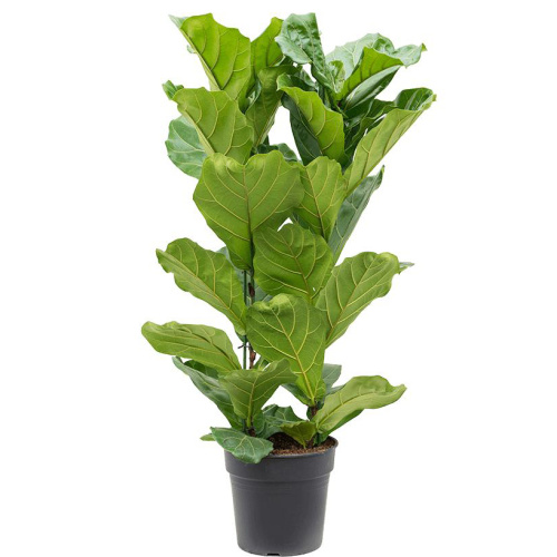 Фикус лирата 140/34 см