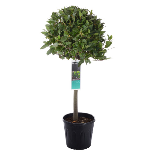 Лавр на штамбе 110/25 см