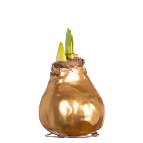 Гиппеаструм в воске перл голд 20 см