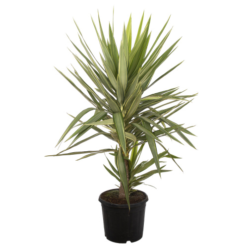 Юкка джевел 130/30 см