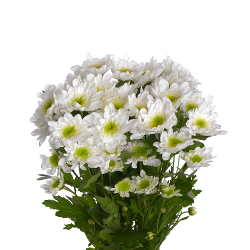 Радость куст. (5 шт)