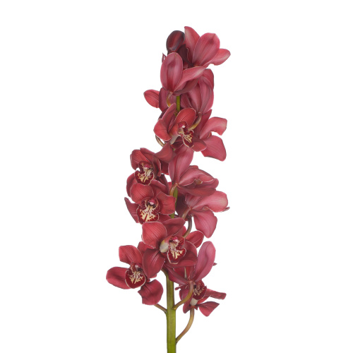 орхидея цимбидиум красная 80 см (1 шт)