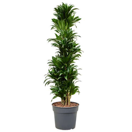 Драцена компакта 150/35 см