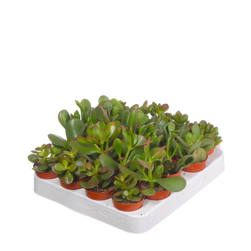 Крассула микс 10/5 см