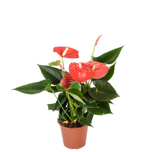 антуриум эсудо 40/12 см