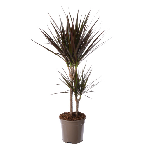 Драцена маджента 80/17 см