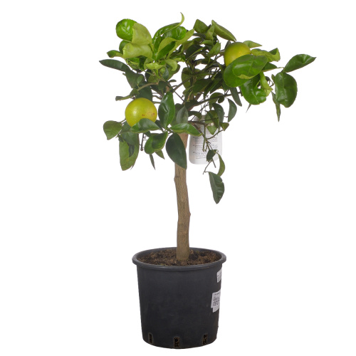 Цитрус апельсин 80/22 см