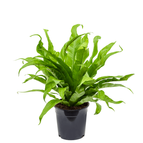 Асплениум антикум 40/17 см