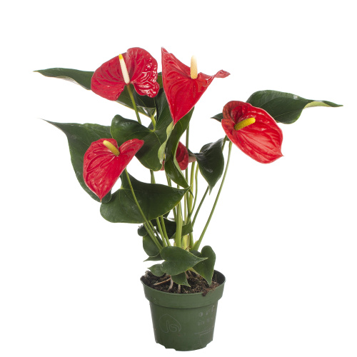 Антуриум мичиган 50/14 см