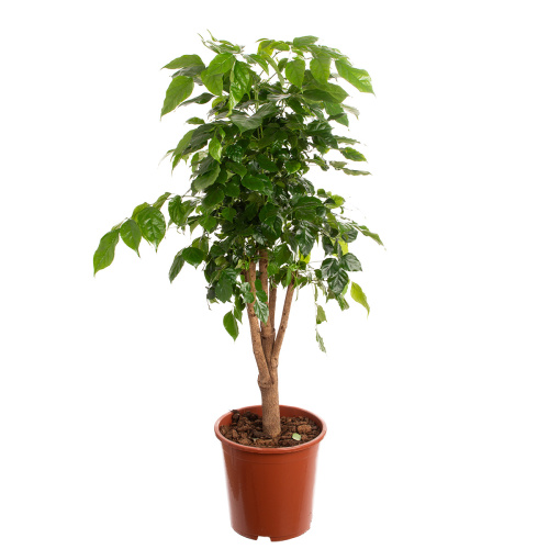 Радермахера 120/27 см