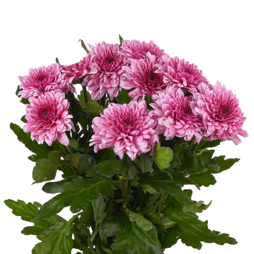 Пип хризантема одноголовая (10 шт)