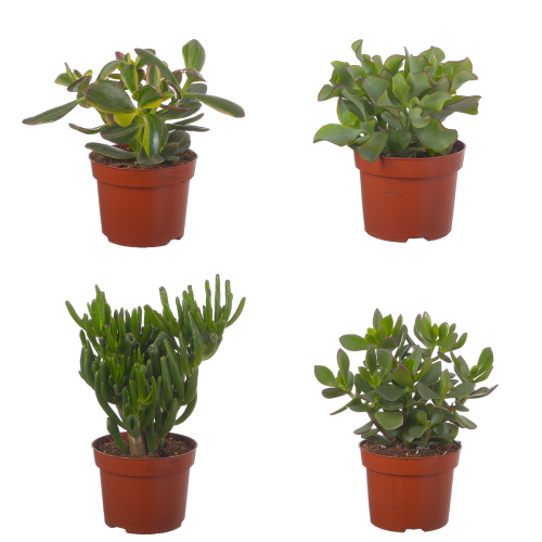 Крассула микс 25/12 см