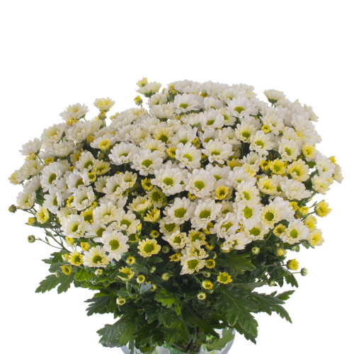 Сантини Росси белая (25 шт)