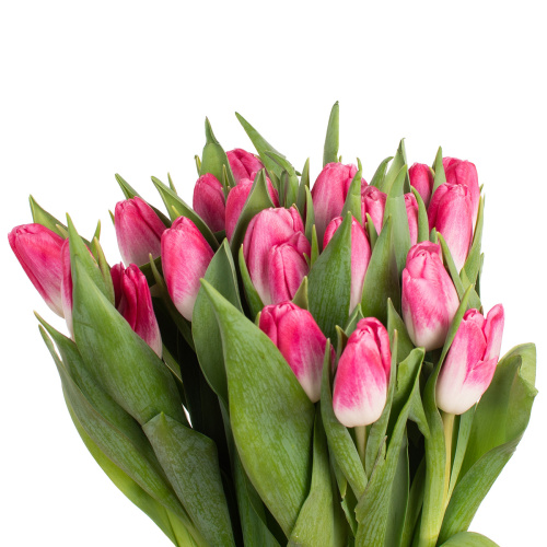 Тюльпан пинк стоун (25 шт)