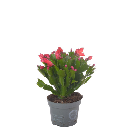 Шлюмбергера ред 25/12 см