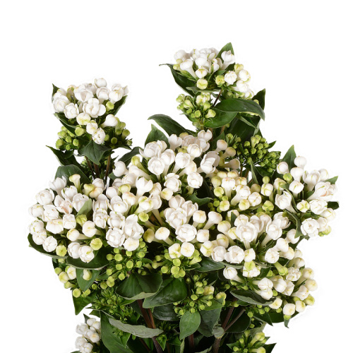 Бовардия даймонд белая (10 шт)