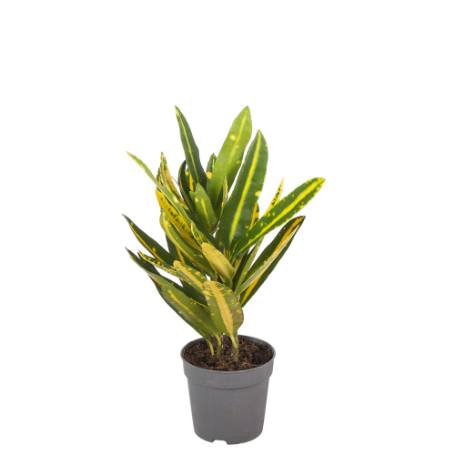 Кротон санни стар 15/6 см