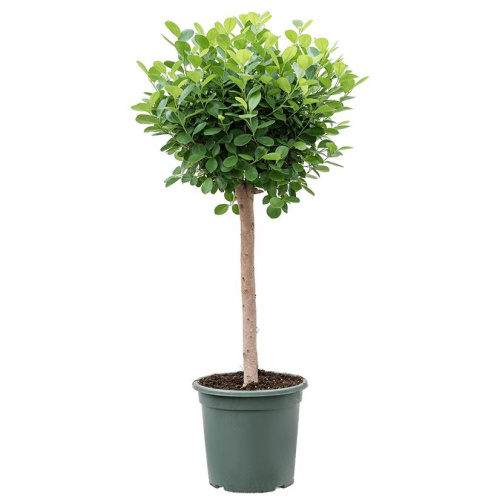 Фикус моклэйм штамб 130/30 см