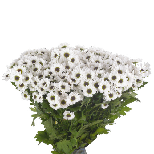 Сантини Инь Янь белая (25 шт)