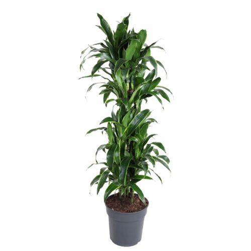 Драцена артуро разветвленная 140/30 см