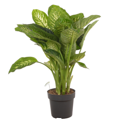 Диффенбахия рива супер 75/24 см