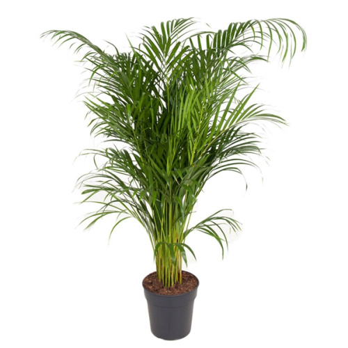 Арека 140/24 см