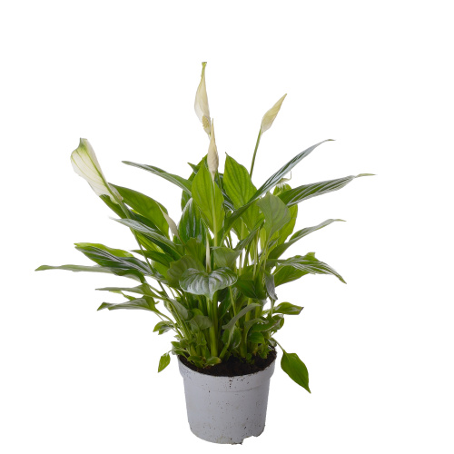 спатифиллум беллини 40/13 см