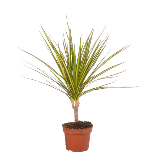 Драцена санрэй штамб 45/12 см