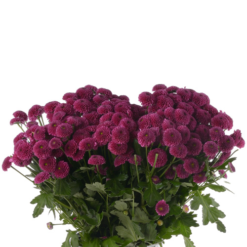 сантини пурпетта (25 шт)