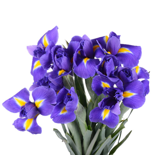 Ирис Синий (10 шт)