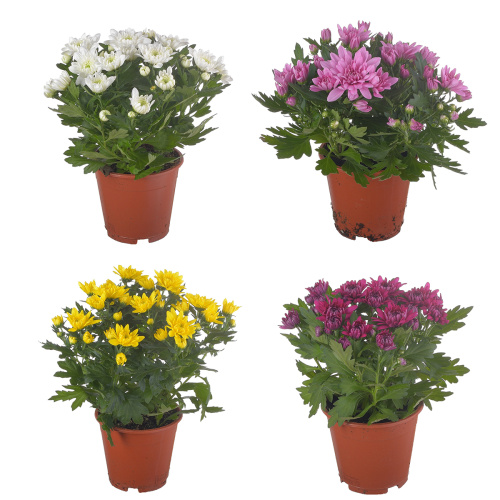 хризантема грандезза 30/13 см