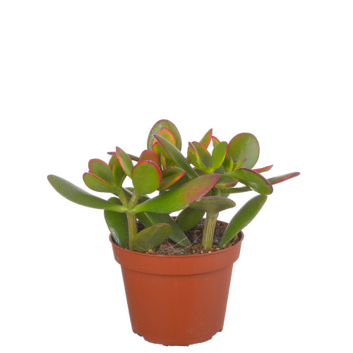 крассула овата сансет 20/10 см