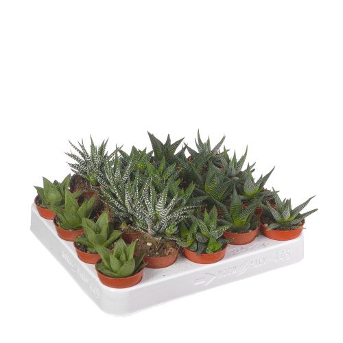 Алоэ микс 10/5 см