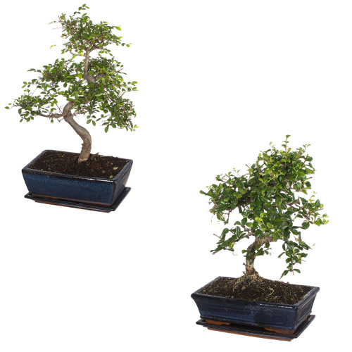 Бонсай микс 40/25 см